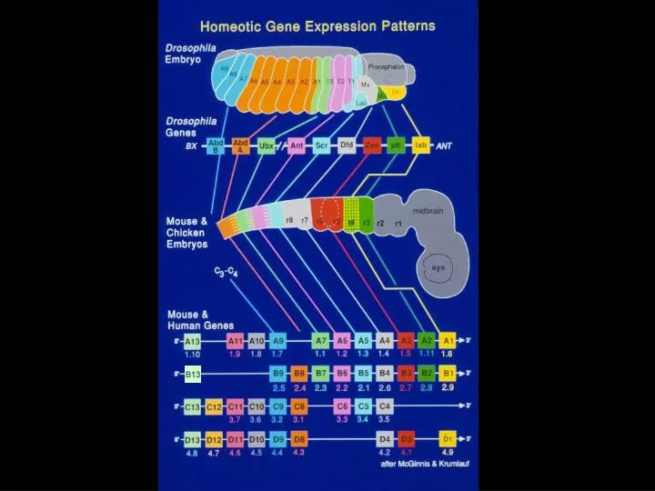 hox gene expression pattern