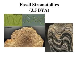 Fossil Stromatolites (3.5 BYA)