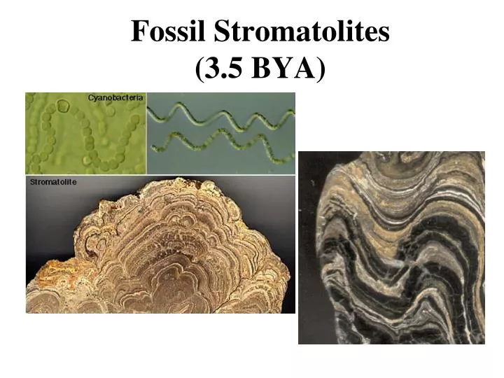 fossil stromatolites 3 5 bya
