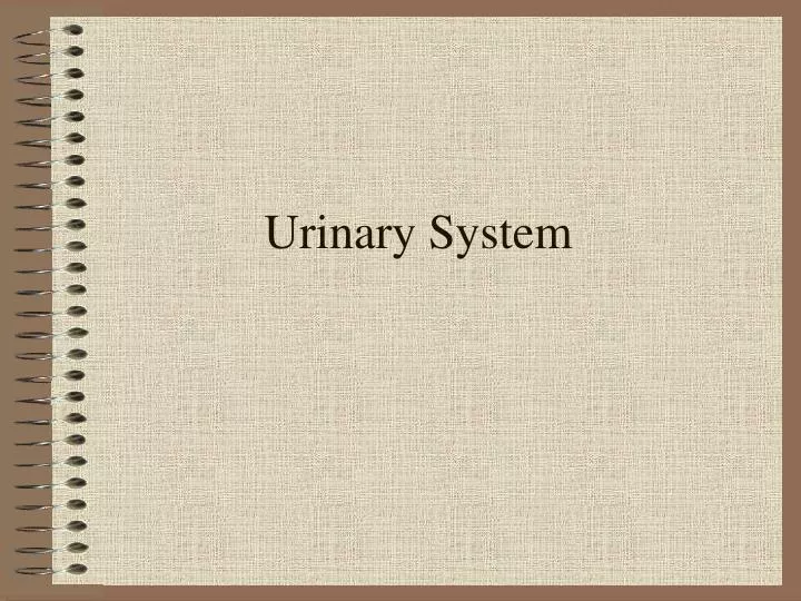 urinary system