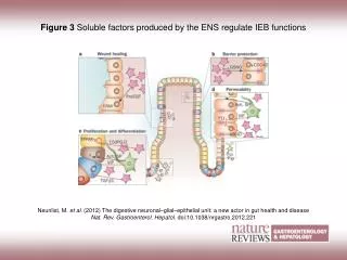 Figure 3 Soluble factors produced by the ENS regulate IEB functions