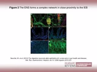Figure 2 The ENS forms a complex network in close proximity to the IEB