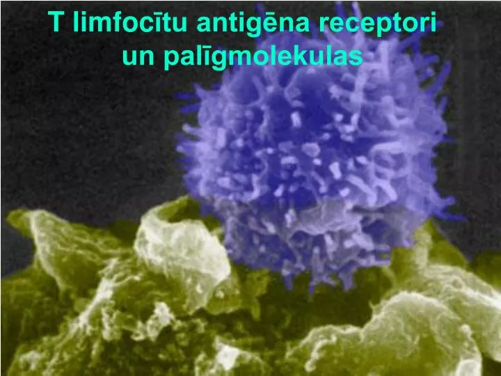t limfoc tu antig na receptori un pal gmolekulas