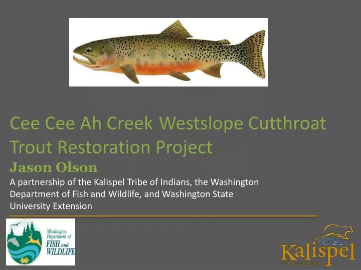 cee cee ah creek westslope cutthroat trout restoration project jason olson
