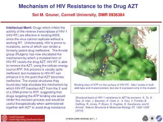 Mechanism of HIV Resistance to the Drug AZT Sol M. Gruner, Cornell University, DMR 0936384