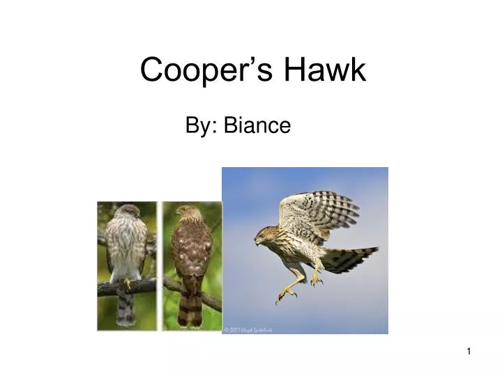 cooper s hawk