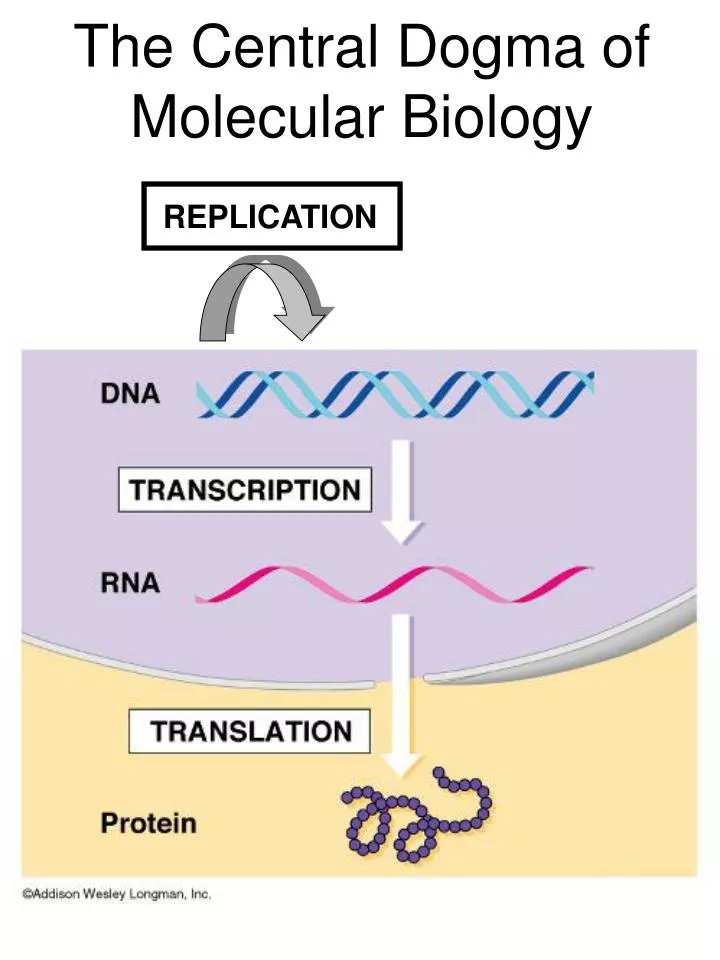 the central dogma of molecular biology
