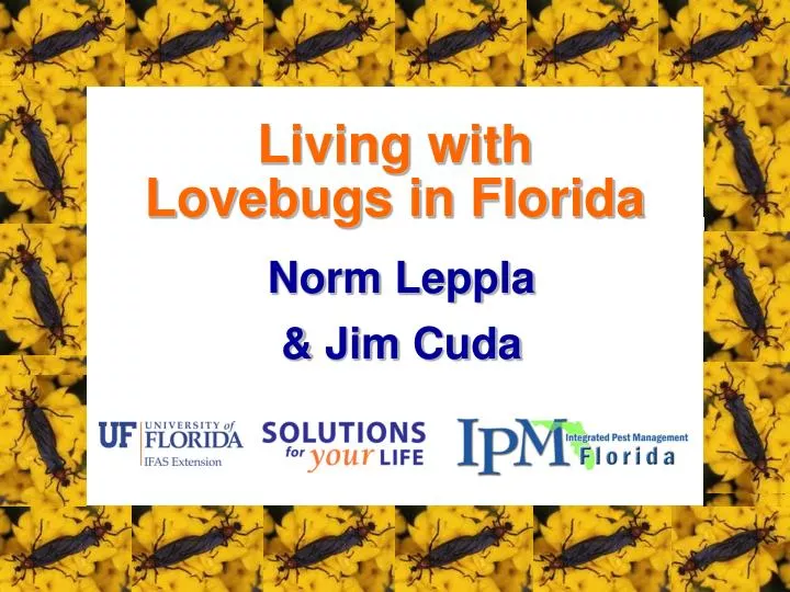 living with lovebugs in florida