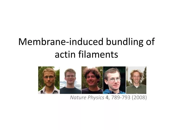 membrane induced bundling of actin filaments
