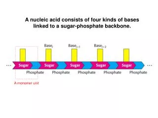 A nucleic acid consists of four kinds of bases linked to a sugar-phosphate backbone.