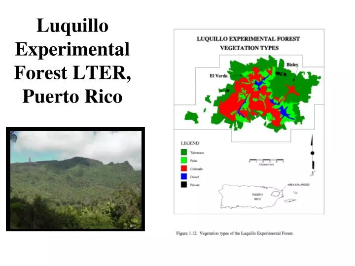 luquillo experimental forest lter puerto rico
