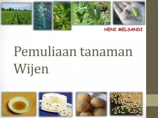 pemuliaan tanaman wijen