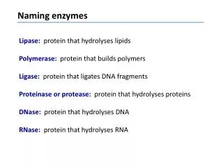 Lipase: protein that hydrolyses lipids Polymerase: protein that builds polymers
