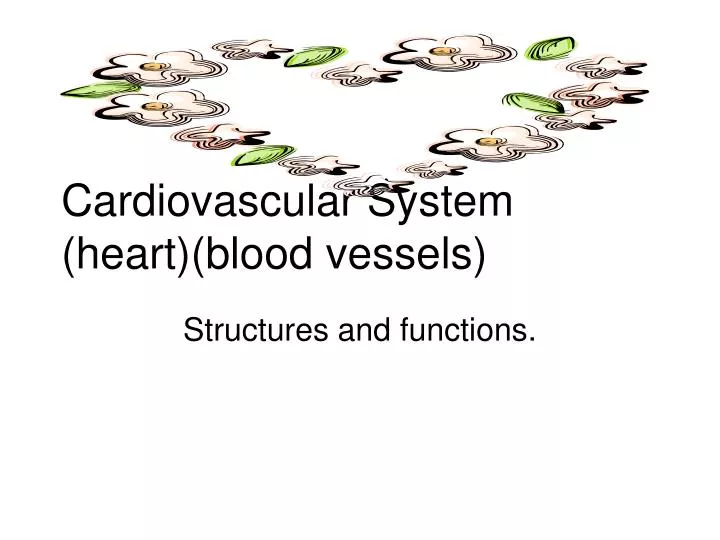 cardiovascular system heart blood vessels