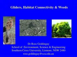 Gliders, Habitat Connectivity &amp; Weeds