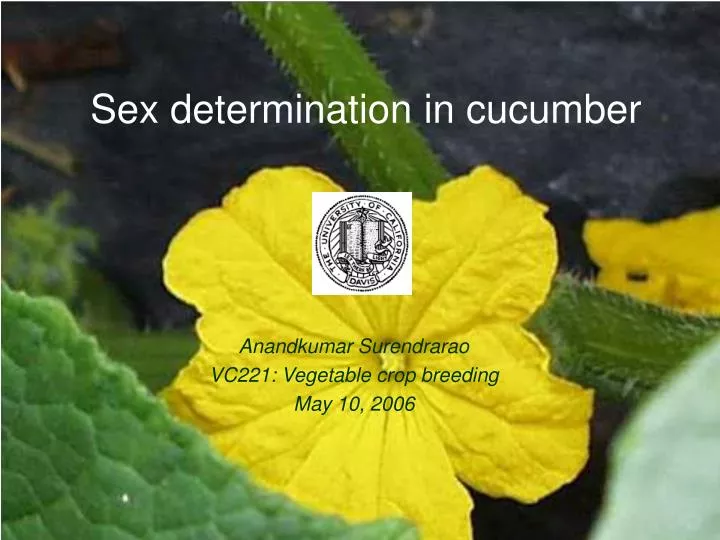 sex determination in cucumber
