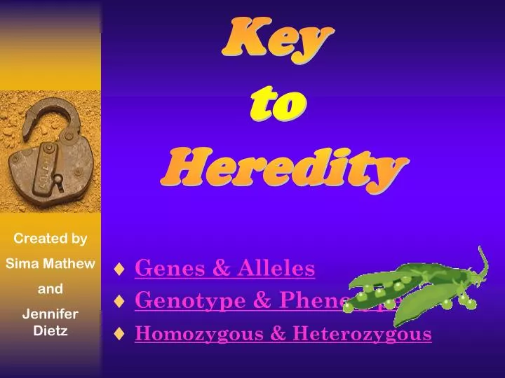 genes alleles genotype phenotype homozygous heterozygous