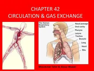 CHAPTER 42 CIRCULATION &amp; GAS EXCHANGE