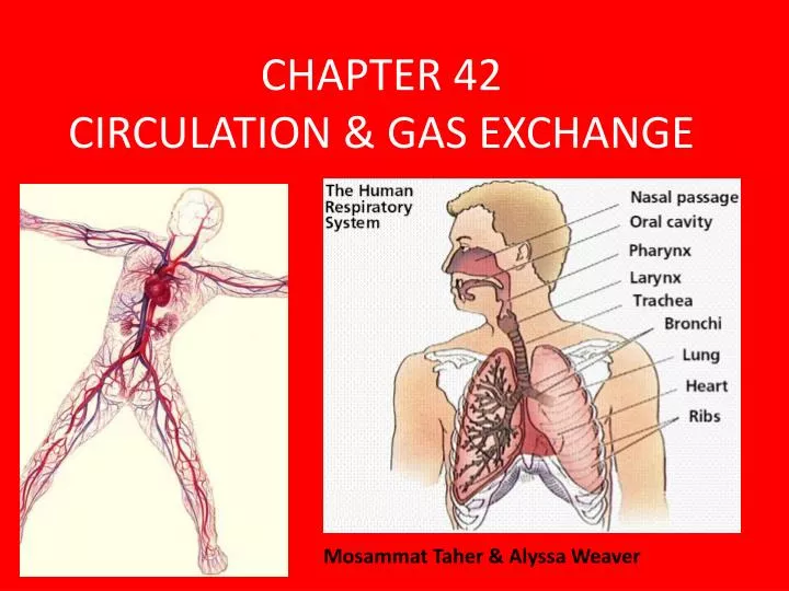 chapter 42 circulation gas exchange