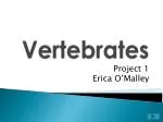 Vertebrates - slide 1