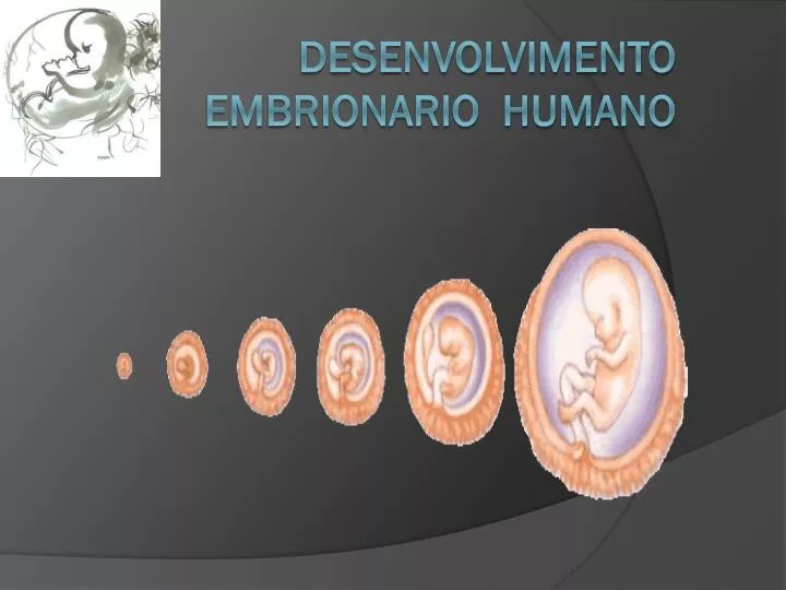 desenvolvimento embrionario humano