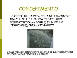 concepimento