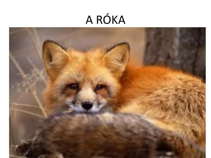 a r ka