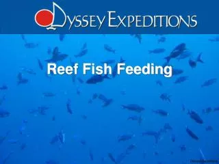 Reef Fish Feeding