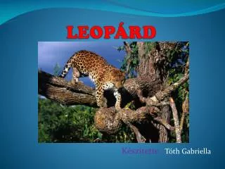 leop rd