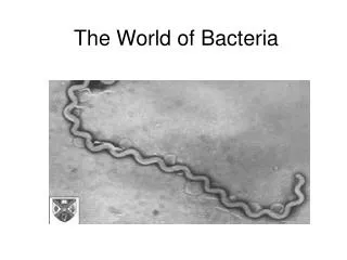 The World of Bacteria