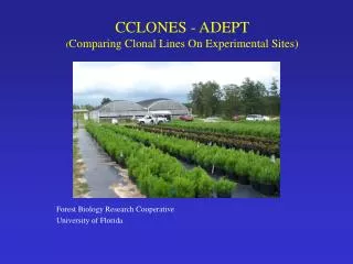 CCLONES - ADEPT ( Comparing Clonal Lines On Experimental Sites)