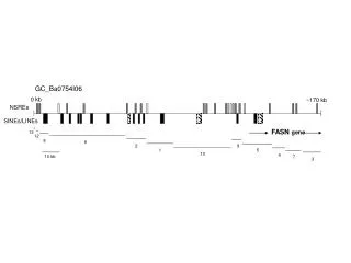 FASN gene