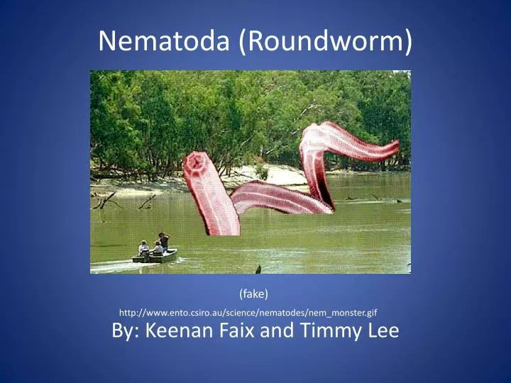 nematoda roundworm