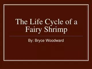 The Life Cycle of a Fairy Shrimp