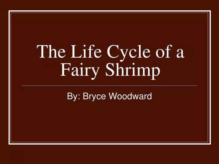 the life cycle of a fairy shrimp
