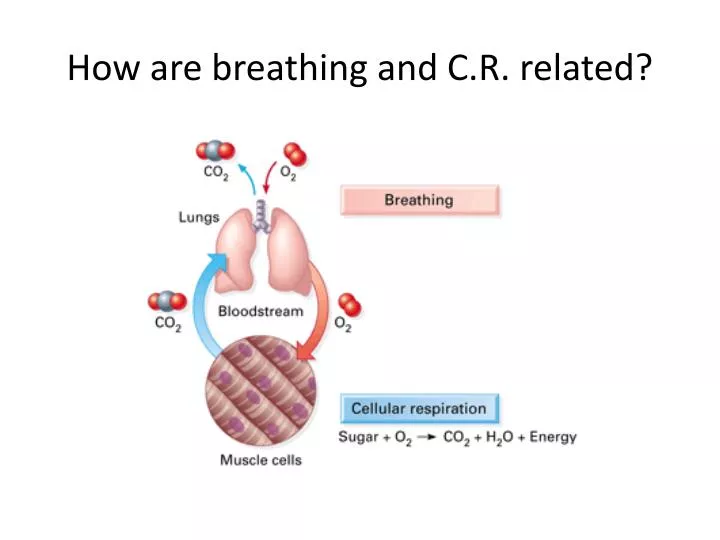 how are breathing and c r related