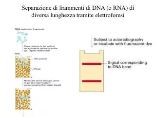Separazione di frammenti di DNA (o RNA) di diversa lunghezza tramite elettroforesi