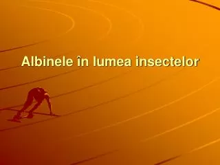 albinele n lumea insectelor
