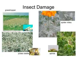 Insect Damage