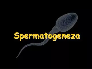spermatogeneza