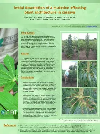 Initial description of a mutation affecting plant architecture in cassava