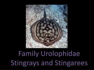 Family Urolophidae Stingrays and Stingarees