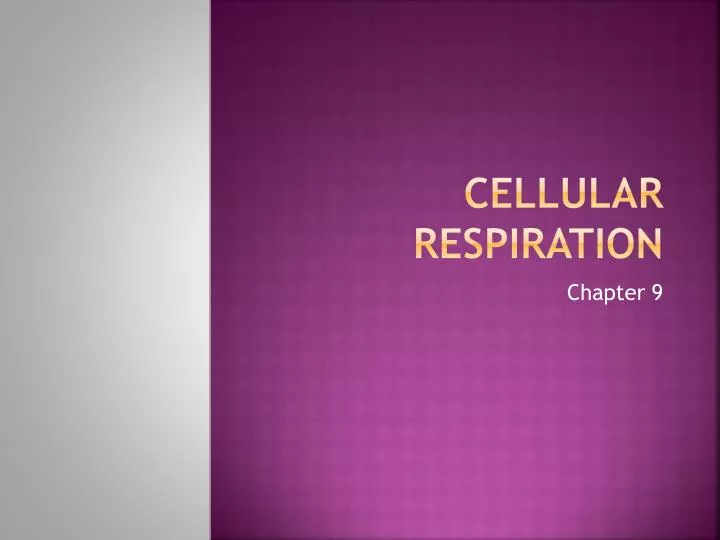 cellular respiration