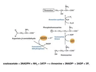 oxaloacetate + 3NADPH + NH 3 + 3ATP ---&gt; threonine + 3NADP + + 3ADP + 3P i