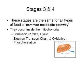 Stages 3 &amp; 4