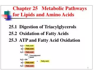 Chapter 25 Metabolic Pathways for Lipids and Amino Acids