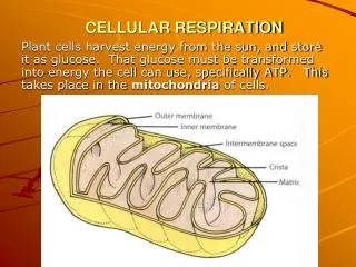 cellular respiration