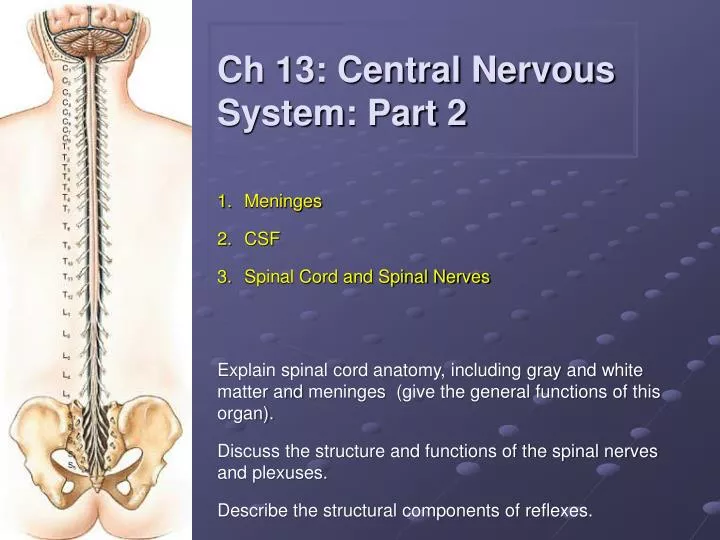 ch 13 central nervous system part 2
