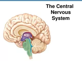 The Central Nervous System