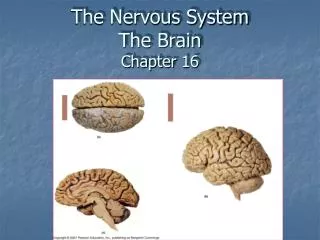The Nervous System The Brain Chapter 16